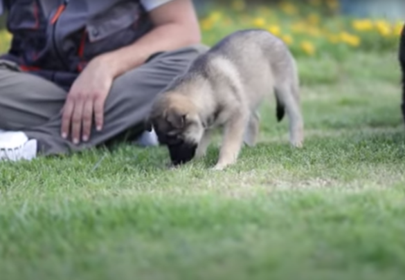 Come educare un cane